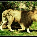Lion by newdawnfades