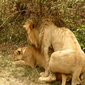 Lions1.jpg