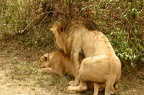 Lions1
