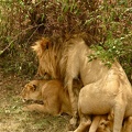 Lions2_001.jpg