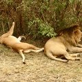 Lions4.jpg