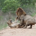 Lions6.jpg