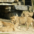 Lions family by YamanekoYK