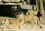 Lions family by YamanekoYK