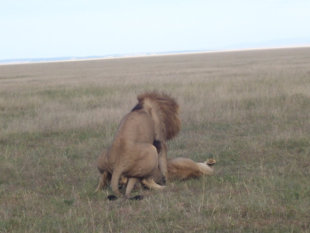 Male and Female Lion Almost Done Mating
