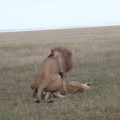 Male_and_Female_Lion_Almost_Done_Mating.jpg