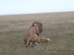Male and Female Lion Almost Done Mating