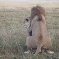 Male and Female Lion At It Again