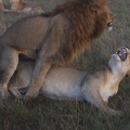 Male_and_Female_Lion_Mating.jpg
