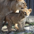 lion cub 2 by tigerlover4 d31sq44