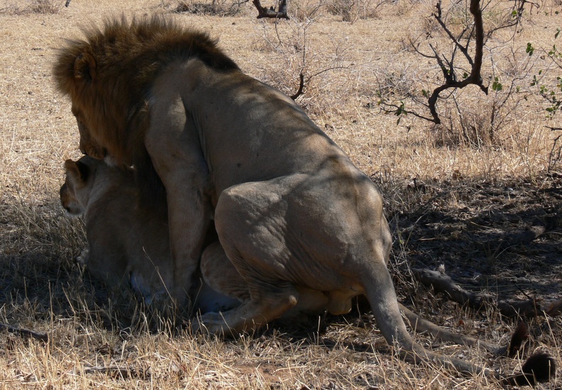 lion pair mating