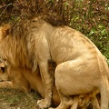 lions3.jpg