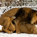 lions_caressing_each_other_by_kleinstadtkummer.jpg