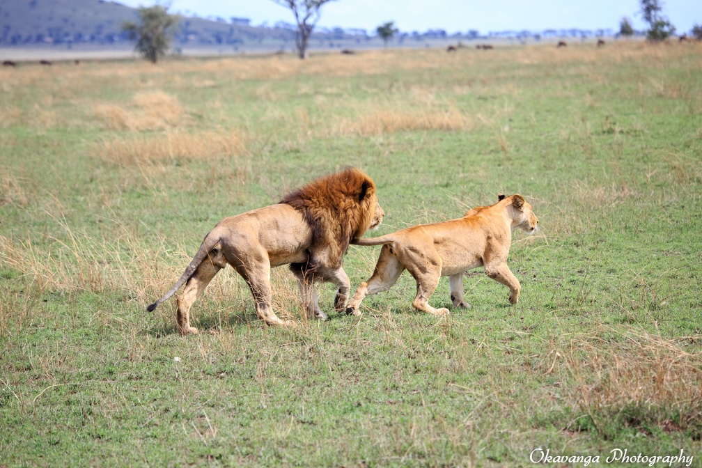 lions mating sequence 2 by okavanga-d9jvdb5