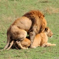 lions_mating_sequence_3_by_okavanga-d9jvdd2.jpg