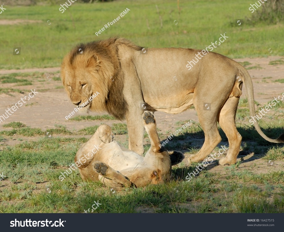 stock photo lion and lioness in