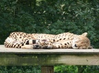 cheetah6ku