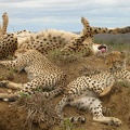 Cheetah s Mom by 0lyy