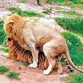 interspecies lion tiger sex 6