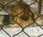 lion tiger