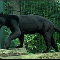 Panther_by_snappyhappy.jpg