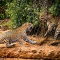 JaguarsFighting
