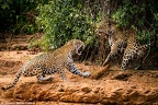 JaguarsFighting