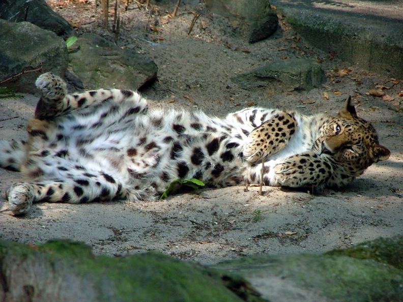 leopard_going_for_a_rest_by_Hassat_Hunter.jpg