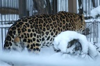 Amur Leopard bits 1