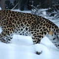 Amur Leopard bits 2