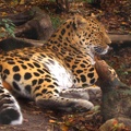 leopard by tumbler591