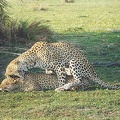 LEOPARDS MATING