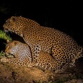 Leopards19