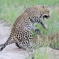 Leopards_Mating_2.jpg