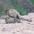 african leopards 09 dec 2004 pic4 001