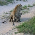 african leopards 13 dec 2004 pic3 001