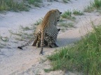 african leopards 13 dec 2004 pic3 001