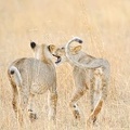 Lion Cubs Playing 100909_981