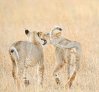 Lion Cubs Playing 100909_981