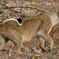 Lioness on the hunt