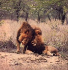 Gay Lions 01
