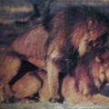 Gay lions