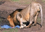 LION Image14