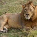 Lion Ngorongore Crater by tanzafari
