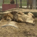Lions 697