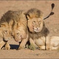 lions-001.jpg