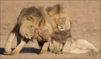 lions-002