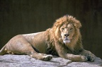 male lion lying