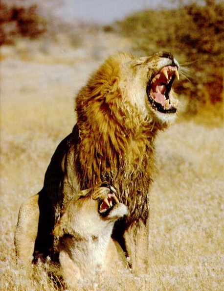 LIONS1 MATING