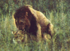 LIONS 03